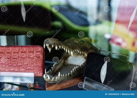 Crocodile Skin Wallets and Crocodile Head Stock Photo - Image of isolated, safari: 145648354