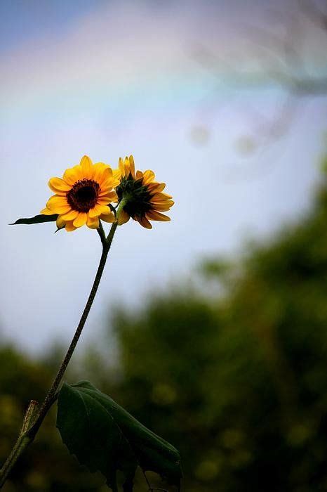 Sunflowers with Rainbow Art Print by Hannah H | Rainbow art, Art prints ...