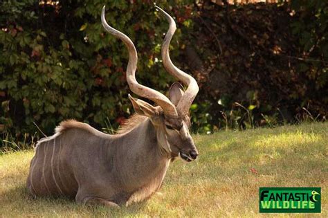 The Greater Kudu - Fantastic Wildlife