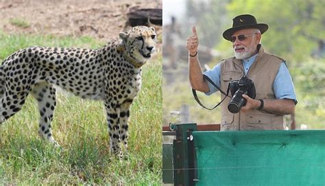 'Project Cheetah' our endeavour towards environment, wildlife conservation: PM Modi | Catch News