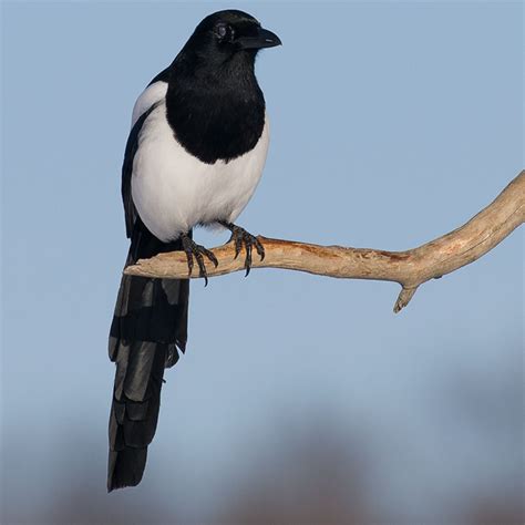 Birding/ Bird watching in Sweden - Eurasian Magpie / Skata