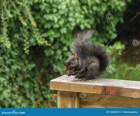 Black Eastern Grey Squirrel Eating Walnuts on a Wooden Railing. Stock ...