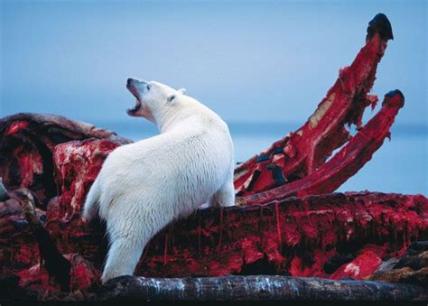 Polar bear feasting on a bowhead whale carcass which washed ashore : r/natureismetal