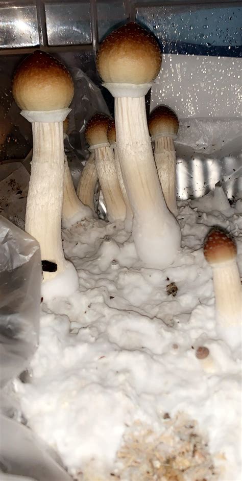 [Cultivation] 2nd flush Blue Meanie! : r/shrooms