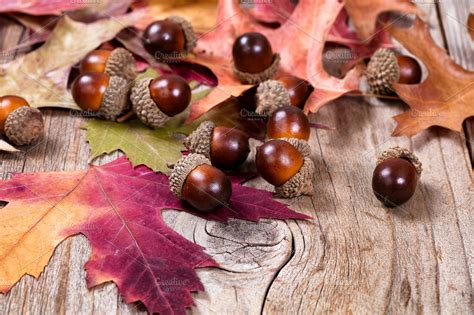 Seasonal Autumn Acorns on Leaves | High-Quality Nature Stock Photos ~ Creative Market