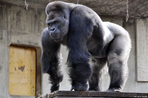 'Buff' silverback gorilla drawing crowds of women to Japanese zoo - BBC ...