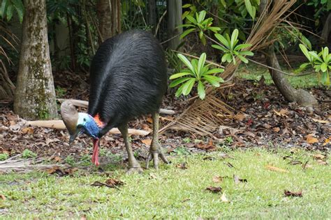 Tablelands Cassowary Rehabilitation Facility — Rainforest Reserves ...