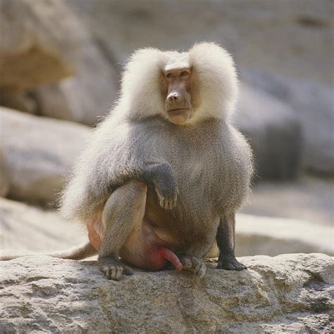 Hamadryas Baboon Photograph by Toni Angermayer