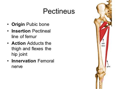 pectineus - Google Search | Human anatomy and physiology, Muscle ...