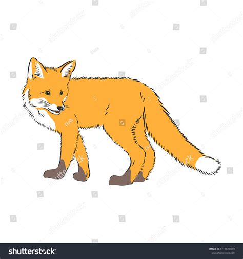 fox,vector image,side view picture isolated on - Royalty Free Stock ...