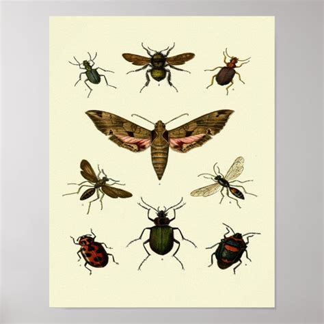 Insects-Print of 9 vintage insects Poster | Zazzle.co.uk