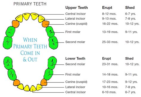 Tooth Schedule - Comfort Dental | Lafayette Indiana