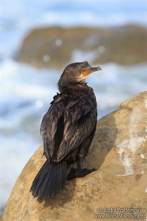 Crowned Cormorant | Critter, Birds, Animals