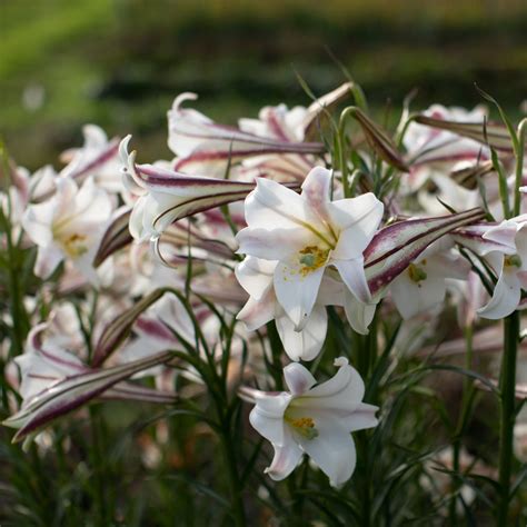 Formosa Lily – Floret Flower Farm