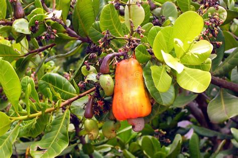 Fruit of the Cashew Tree stock image. Image of drupe, hanging - 79941