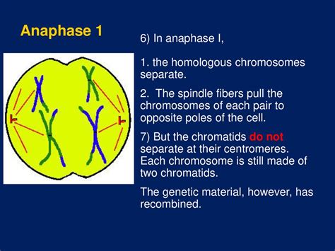 Meiosis 1 Anaphase