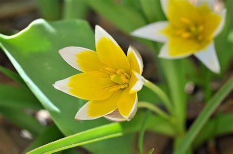 HD wallpaper: small star tulip, yellow-white, flower, blossom, bloom, spring flower | Wallpaper ...