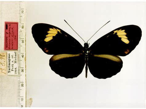 Heliconius melpomene aglaope (type specimens)