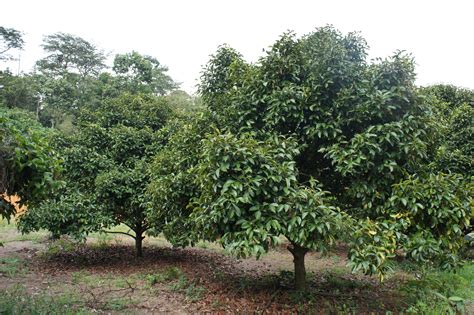 File:Mangoesteen tree (Garcinia mangostana).JPG