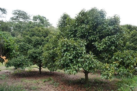 File:Mangoesteen tree (Garcinia mangostana).JPG