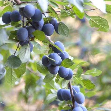 Prunus spinosa - blackthorn - 40-60cm tall (2 years old bare root hedging) | Prunus, Woodland ...