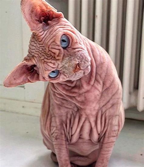 Check Out These Devious-Looking Hairless Wrinkly Cats - Demotix.com