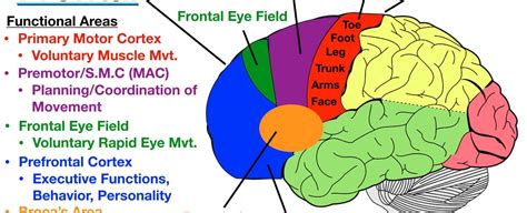 The certain neurons in the human brain s premotor cortex are used for ...