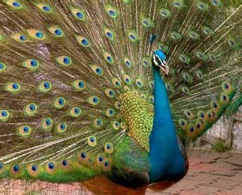 National Bird of India - India National Bird - Indian Peacocks