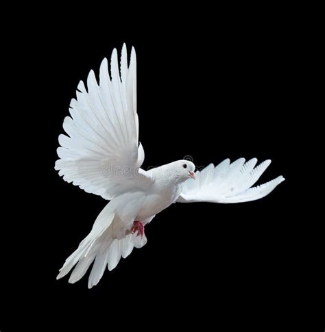 A Free Flying White Dove Isolated On A Black Stock Photo - Image of ...