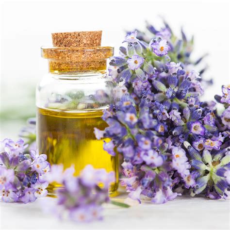 Lavender Oil Massage - Zenbalidipa Co.,Ltd.