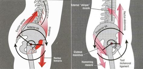 Anatomy of a Squat – Part 2: The Roll of the Hip in a Squat | Sports ...