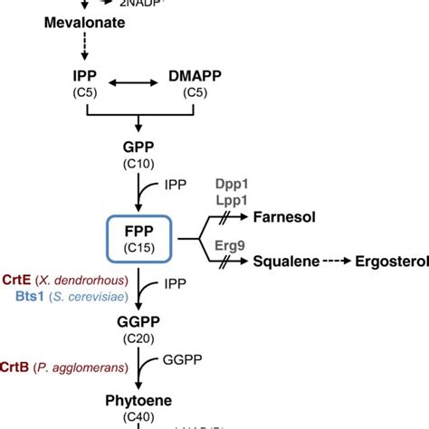 Metabolic pathway for lycopene biosynthesis. FPP produced from ...