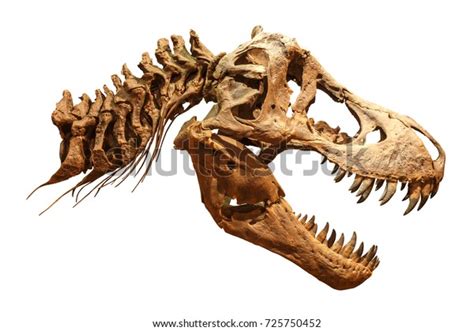 1,158 T Rex Skull Stock Photos, Images & Photography | Shutterstock