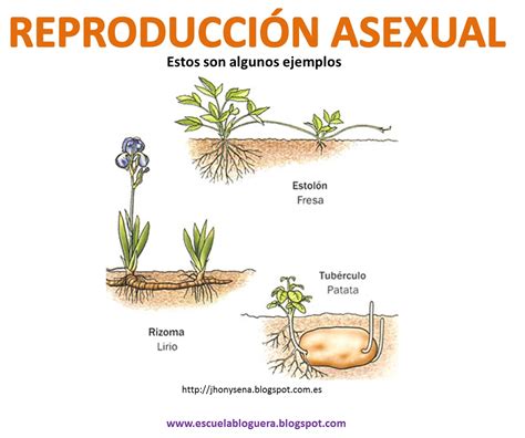 BLOG EDUCATIVO GRAXAL-5ºB: A REPRODUCIÓN DAS PLANTAS