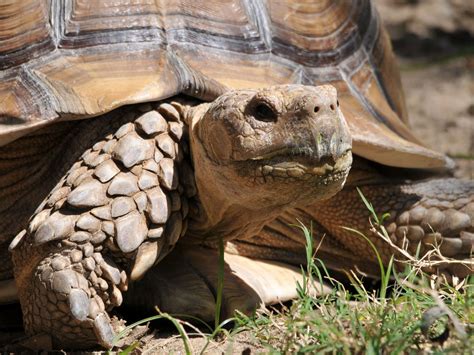 The Online Zoo - African Spurred Tortoise