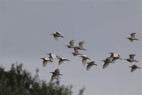 Spring migration of Squacco heron. Brilliant! | Birds, Heron, Animals