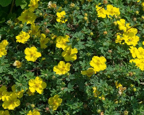 Potentilla varieties: 15 pretty types to take your pick from | Gardeningetc