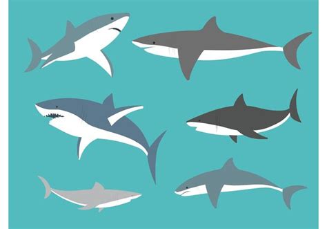 Vector Great White Sharks - Download Free Vector Art, Stock Graphics & Images