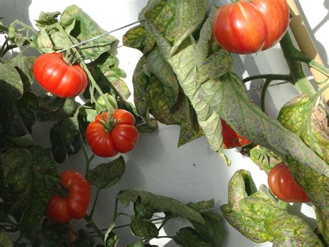 beefsteak tomatoes - heritage varieties Beefsteak Tomato, Greenhouse Growing, Beef Steak, Dean ...