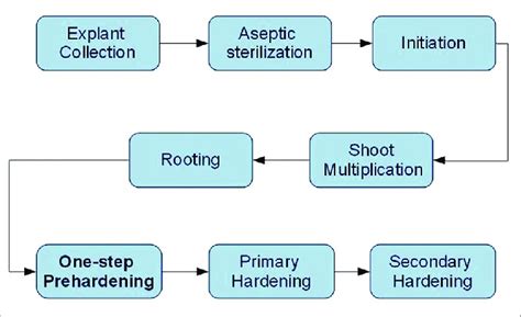 Flow chart for plant tissue culture of Bambusa balcooa | Download ...