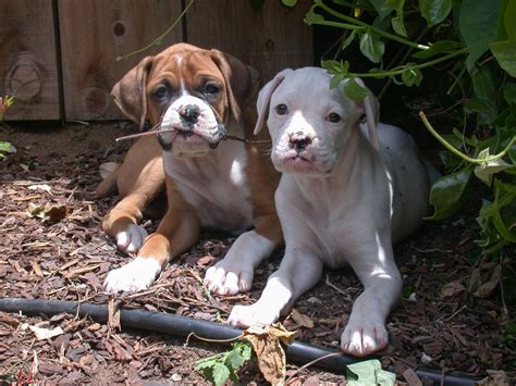 Boxer Information - Dog Breeds at thepetowners