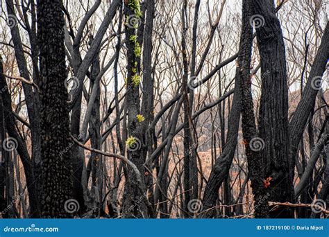 Eucalyptus Trees Recovering after Severe Bushfire Stock Photo - Image of green, ecology: 187219100