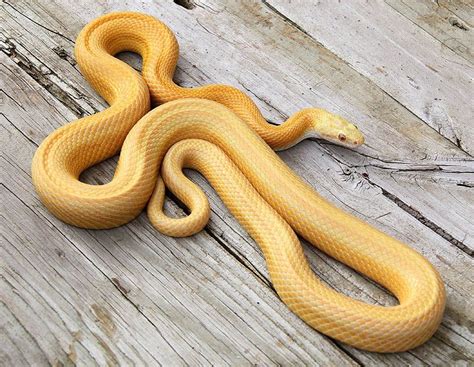 Pin by Courtney Dawson on Snek | Corn snake, Corn snakes for sale, Reptiles pet