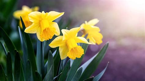 10 Types Of Yellow Daffodils - A-Z Animals
