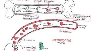 Life Cycle Of Red Blood Cells Diagram