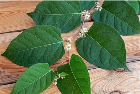 STUDY: Japanese knotweed extract (resveratrol) may help reduce cancer risk linked to processed ...