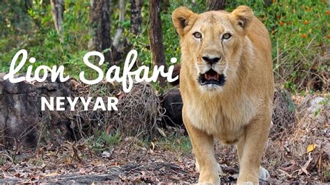 Only Lion Safari in Kerala - Neyyar Lion Safari - YouTube