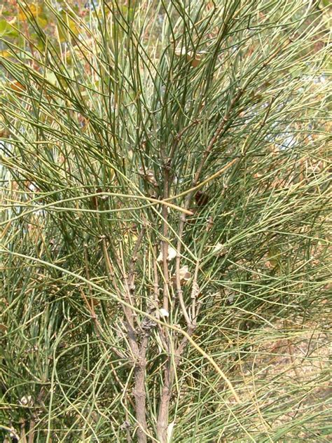 Ephedra viridis seed | BELL Garden Company,Wholesale Plant seeds,Alive ...