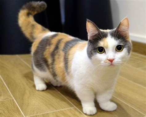 Munchkin Cat: Uncover the Cute Traits of These Short-legged Cats – Talis Us