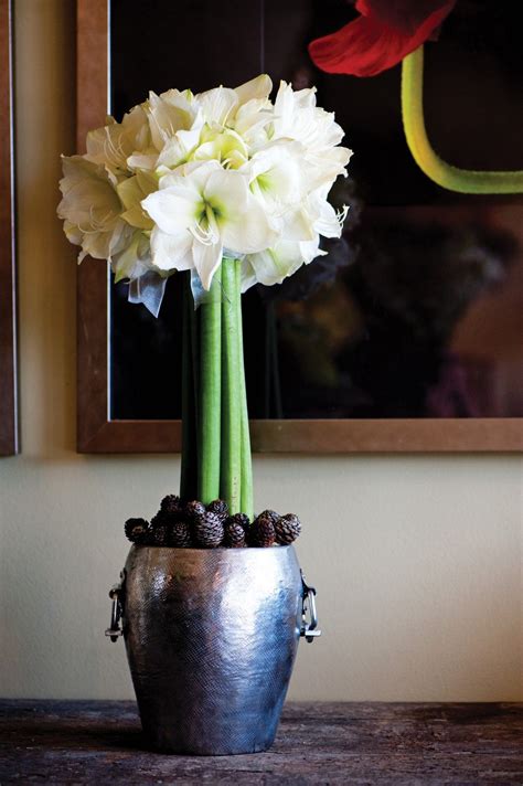 Sensational Amaryllis Arrangement | Amaryllis arrangement, Christmas floral arrangements, Flower ...